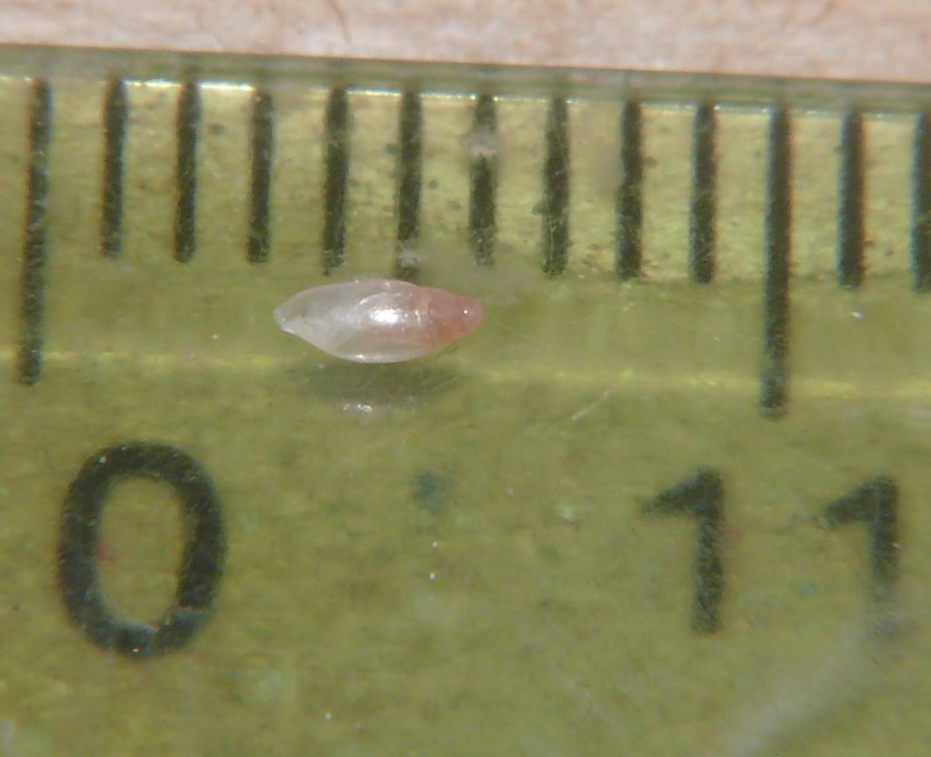cf Cecilioides janii